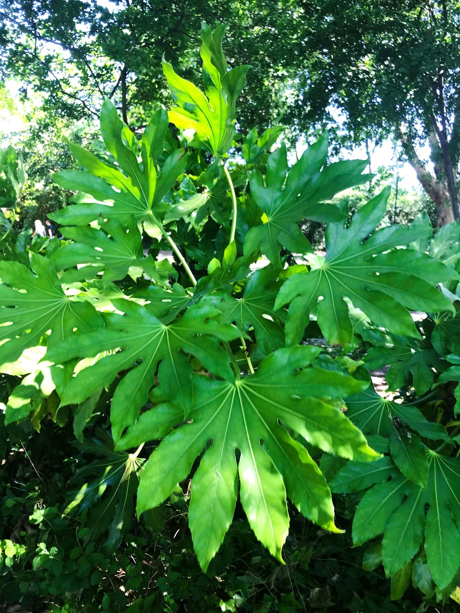 FOREST-TREES-LEAVES (2)
