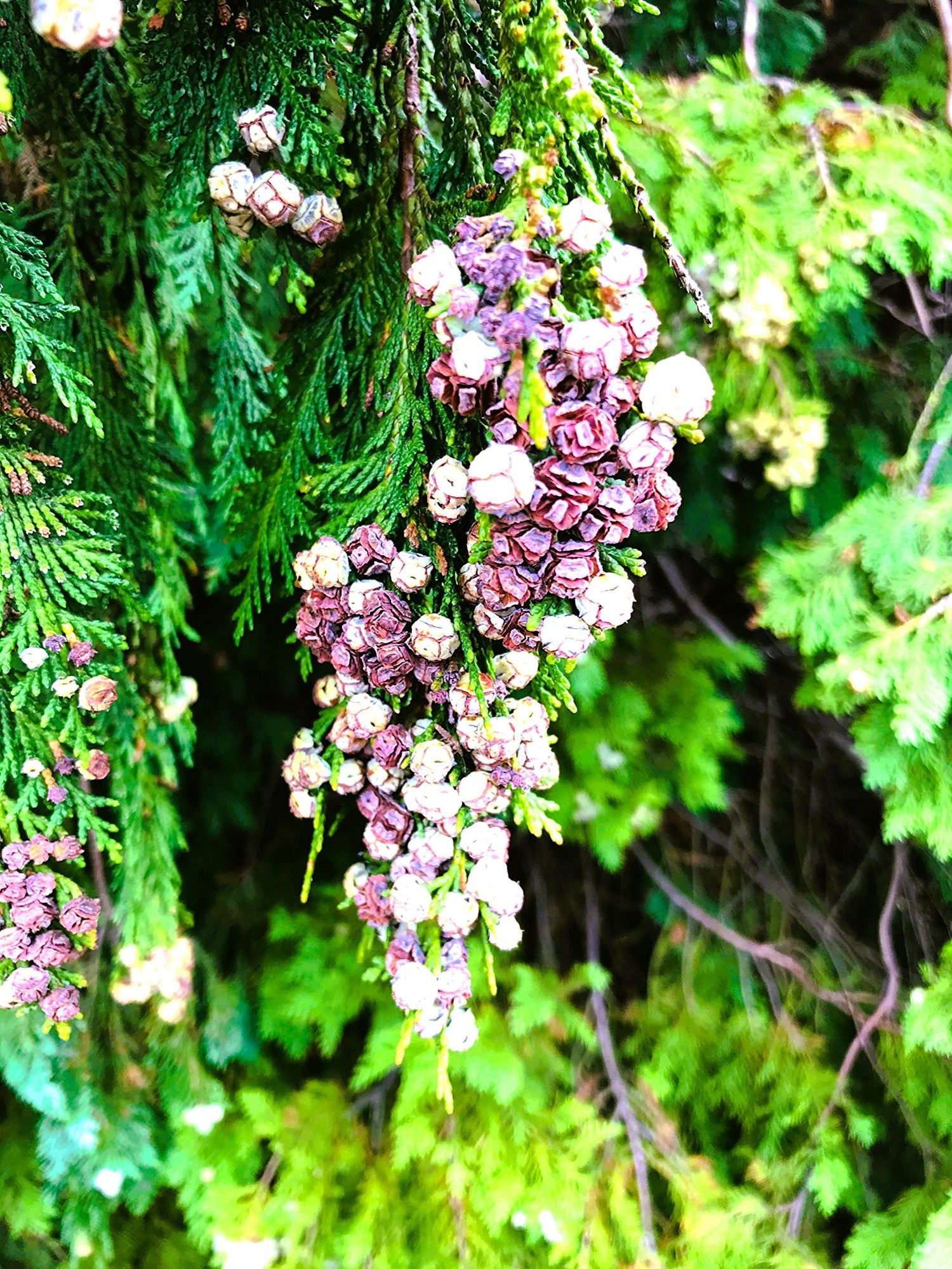 FOREST-TREES-LEAVES (3)