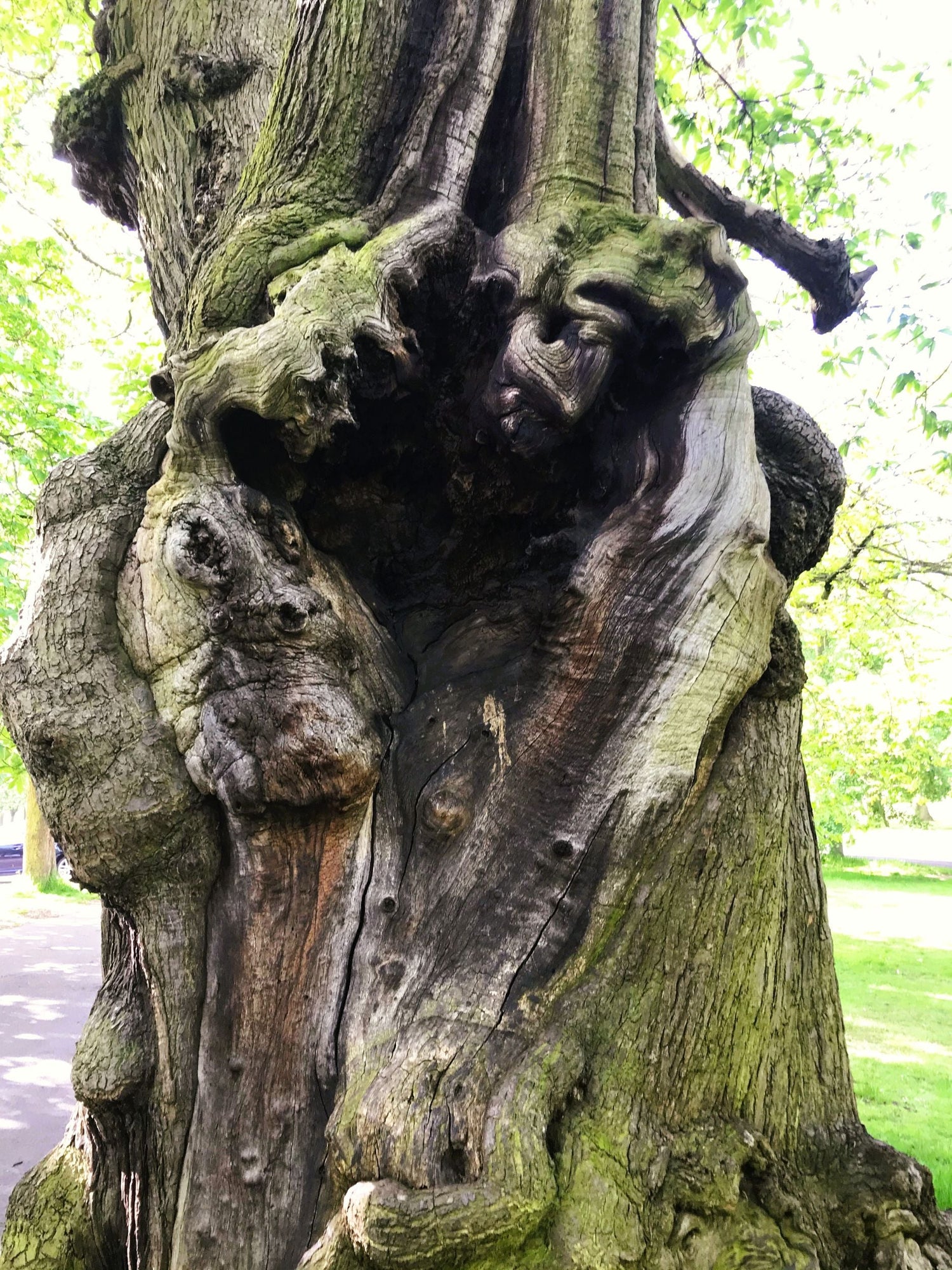 FOREST-TREES-LEAVES (4)