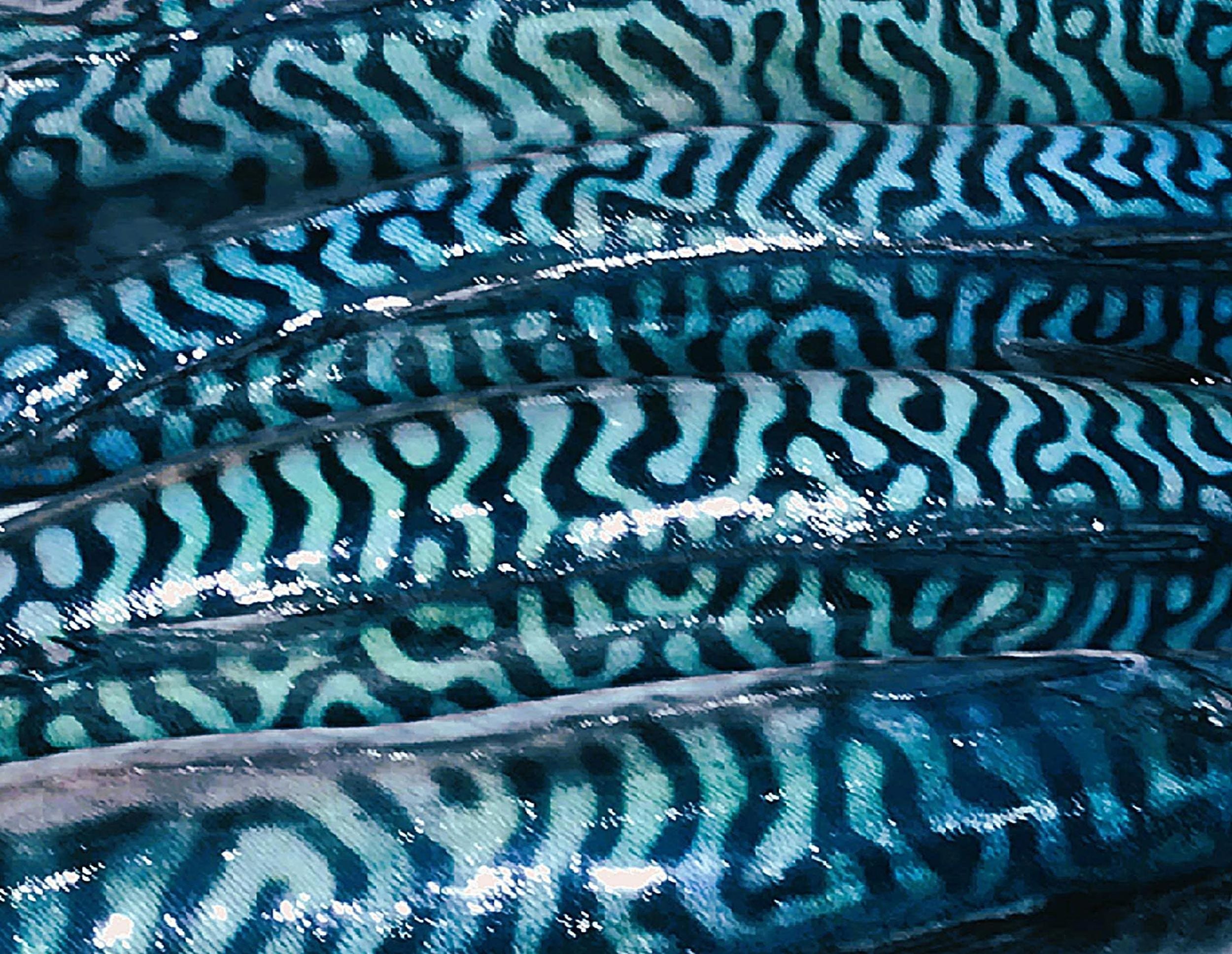 FISH - TEXTURES (1) – Frederique Beccari