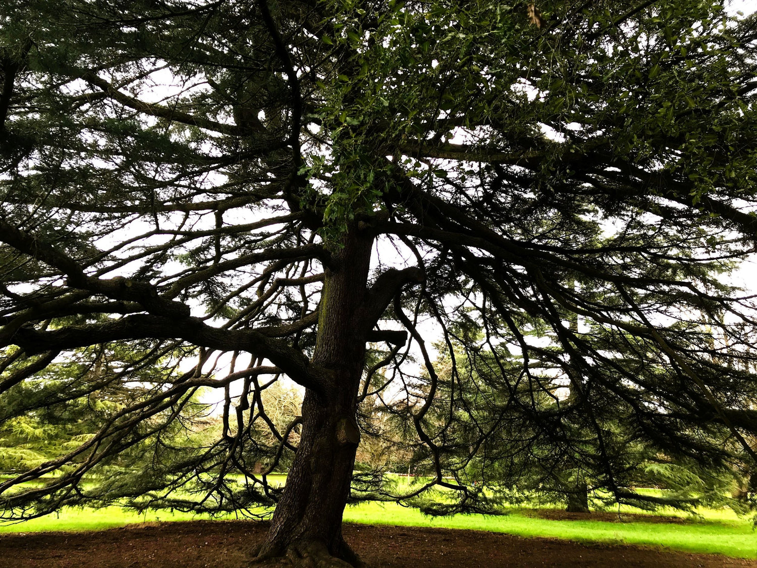 FOREST-TREES-LEAVES (6)