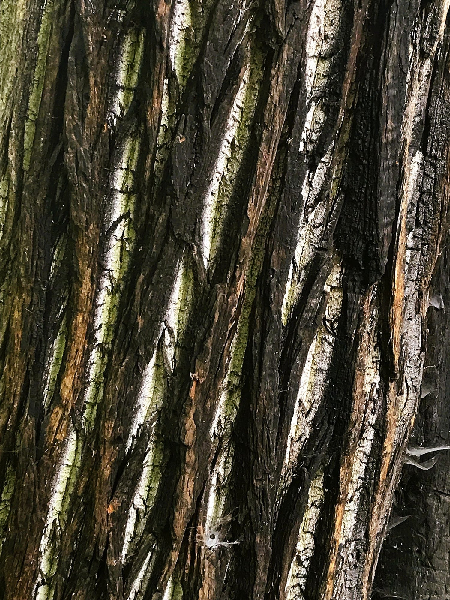 FOREST-TREES-LEAVES (1)