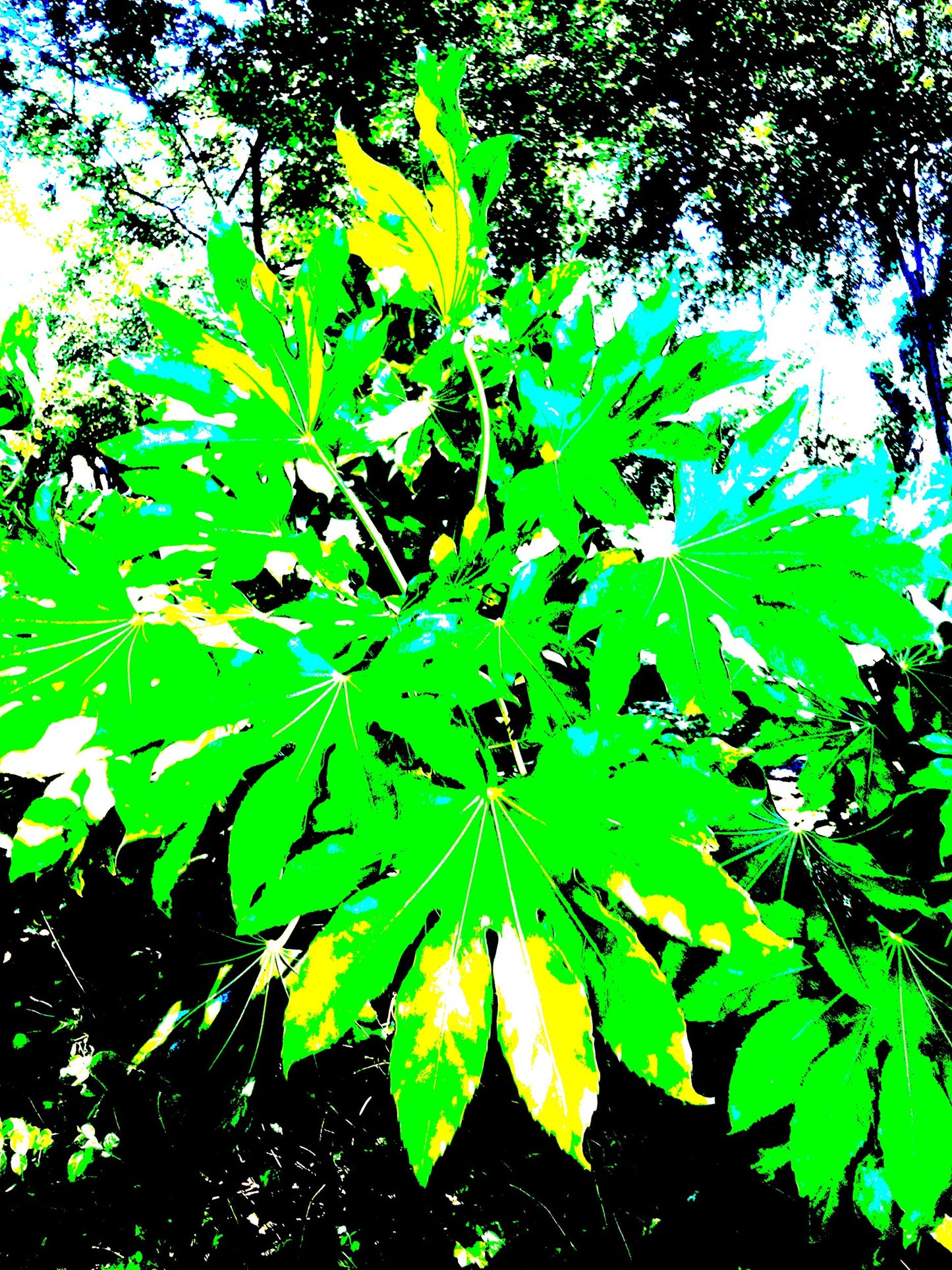 3339-OCE-S-PSYCHEDELIC