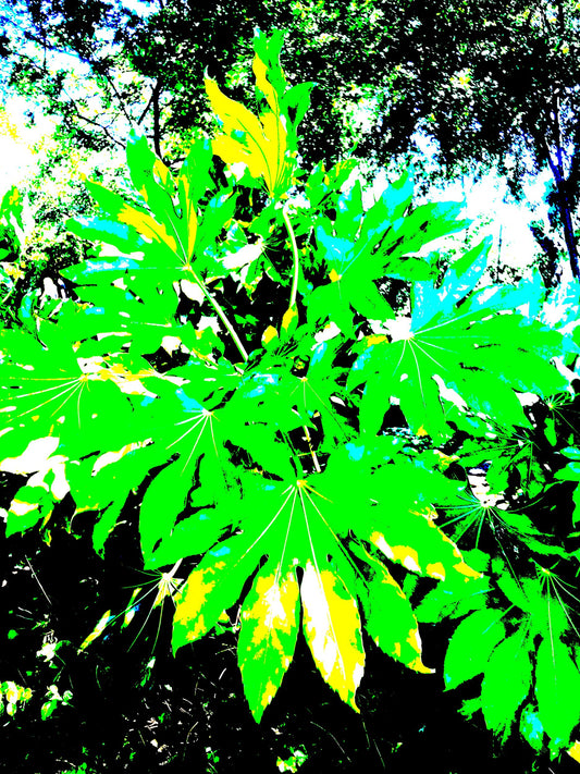 3339-OCE-S-PSYCHEDELIC