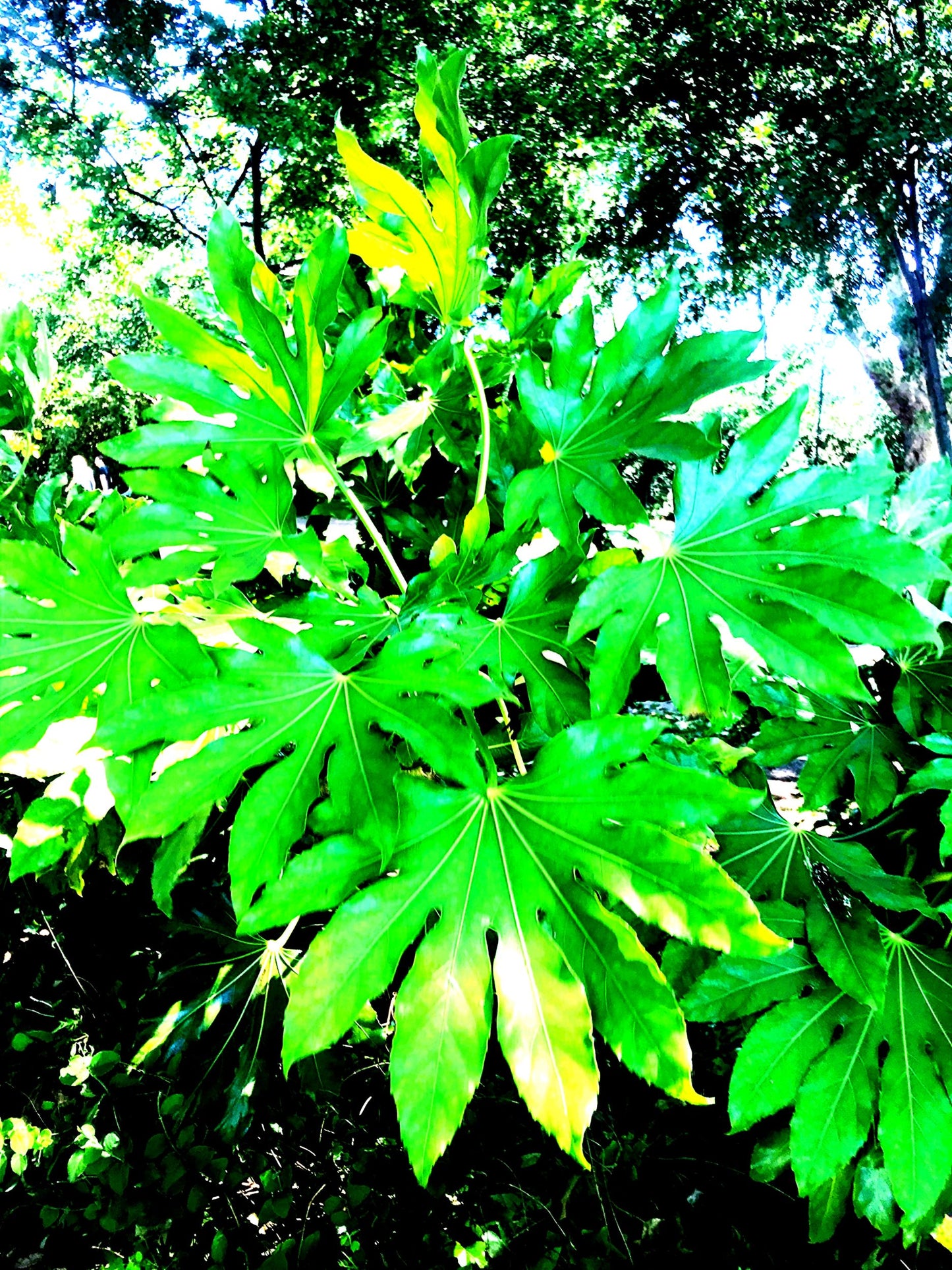 3339-OCE-S-VERY INTENSE