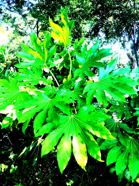 3339-OCE-S-VERY INTENSE