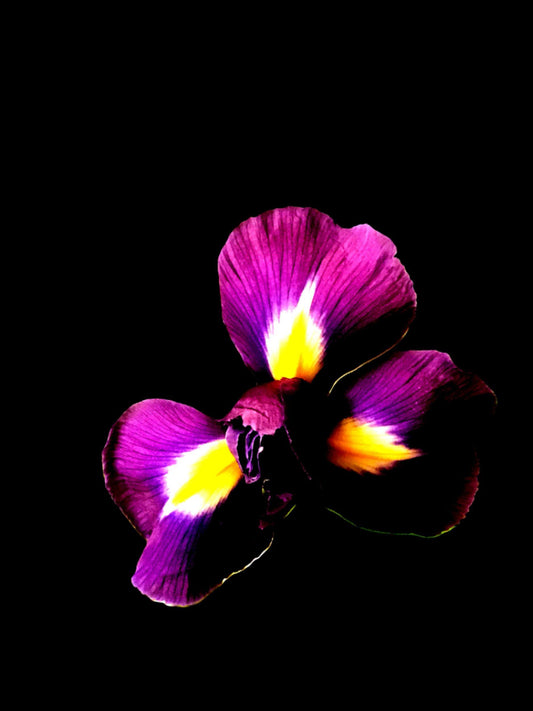 4588-OCE-S- BLACK-VERY INTENSE