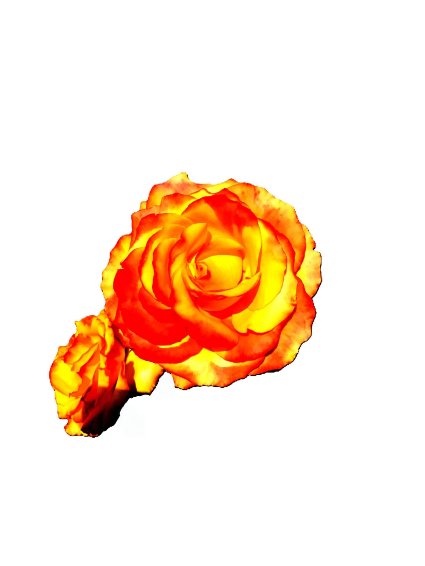 5367-OCE-S-TANGERINE-WHITE-VERY INTENSE