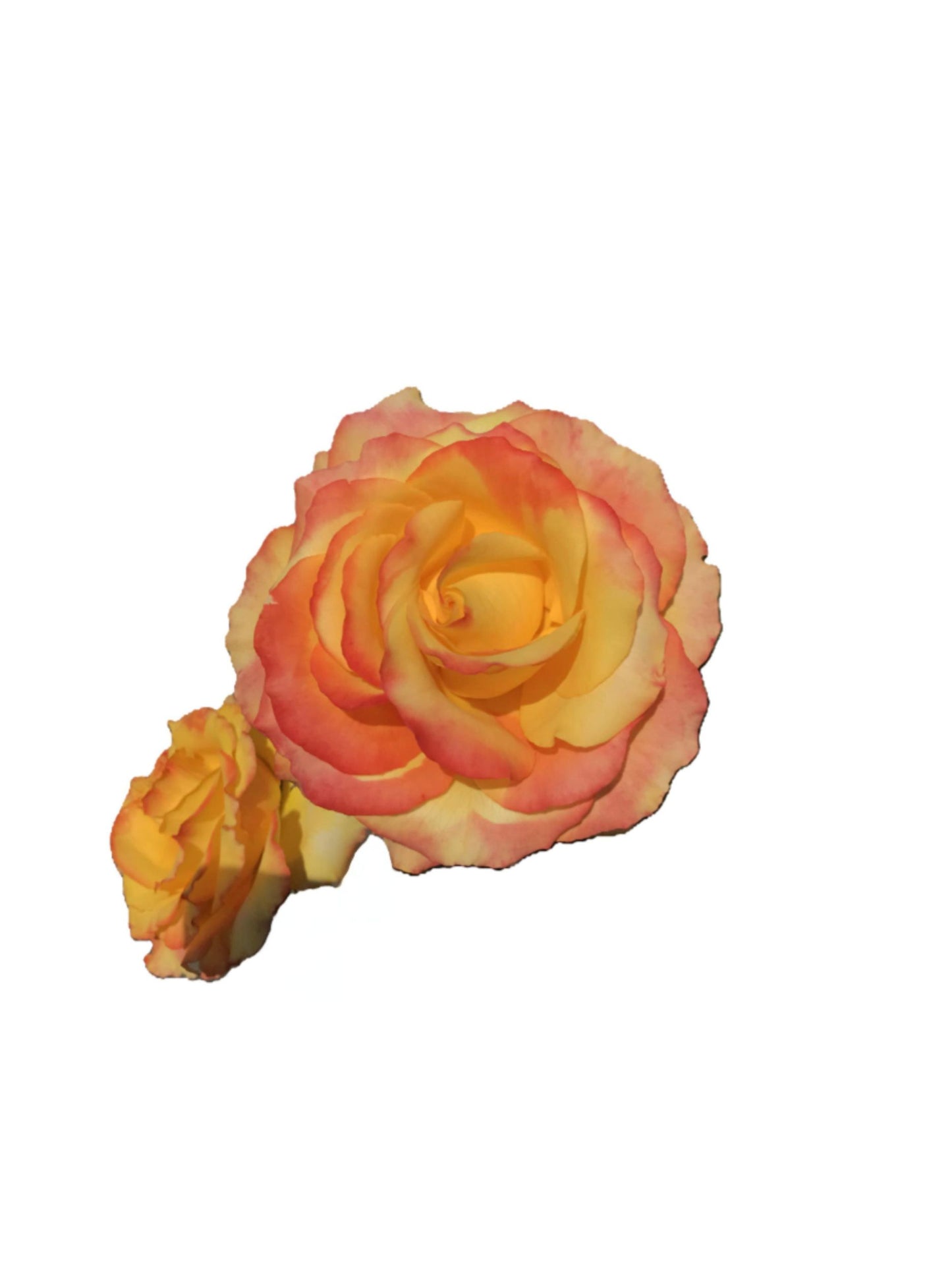 5367-OCE-S-TANGERINE- WHITE