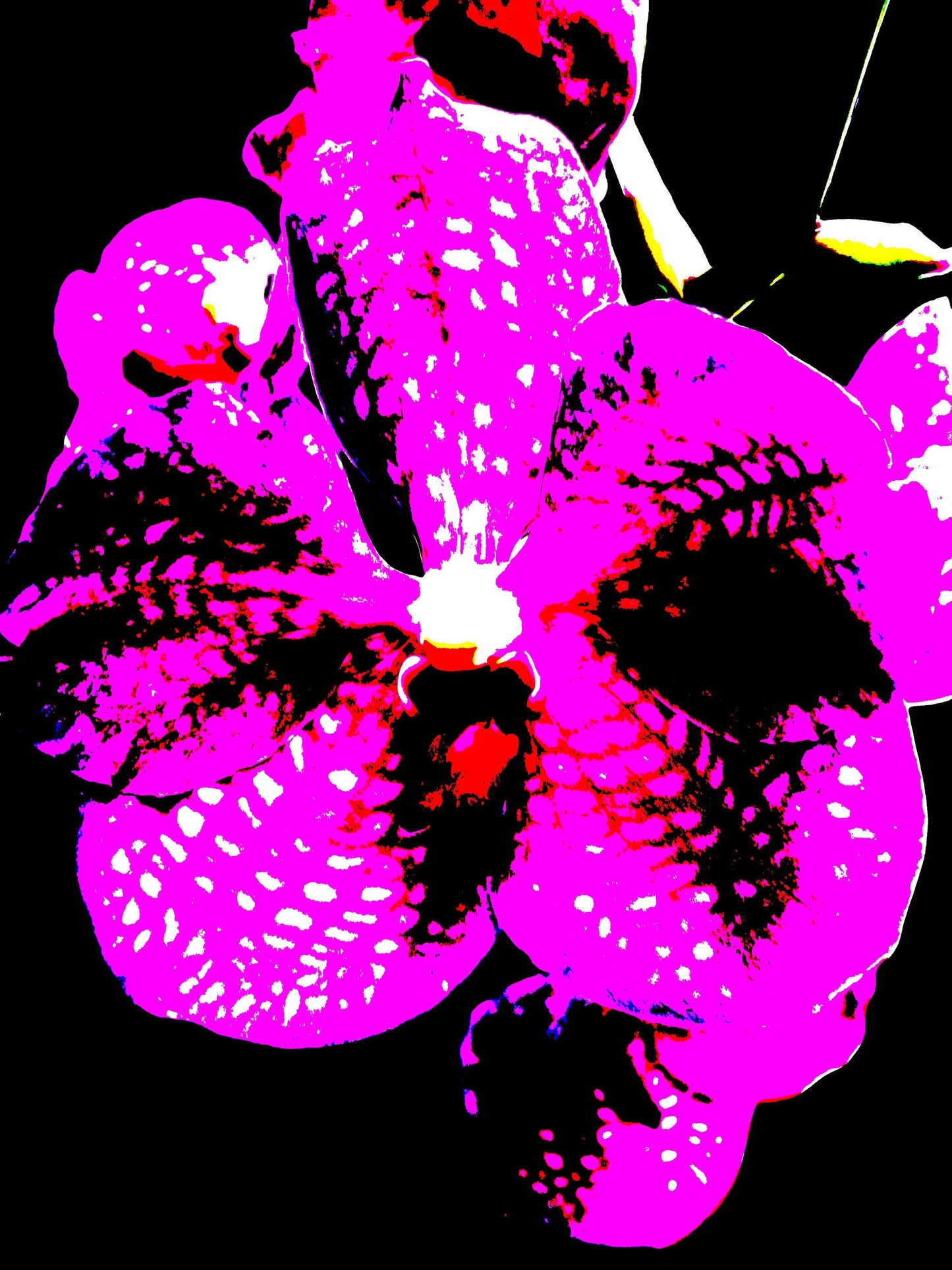 5913-OCE-S FUSCHIA- BLACK-   PSYCHEDELIC