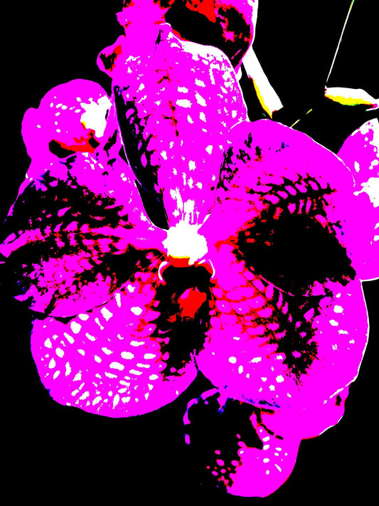 5913-OCE-S FUSCHIA- BLACK-   PSYCHEDELIC