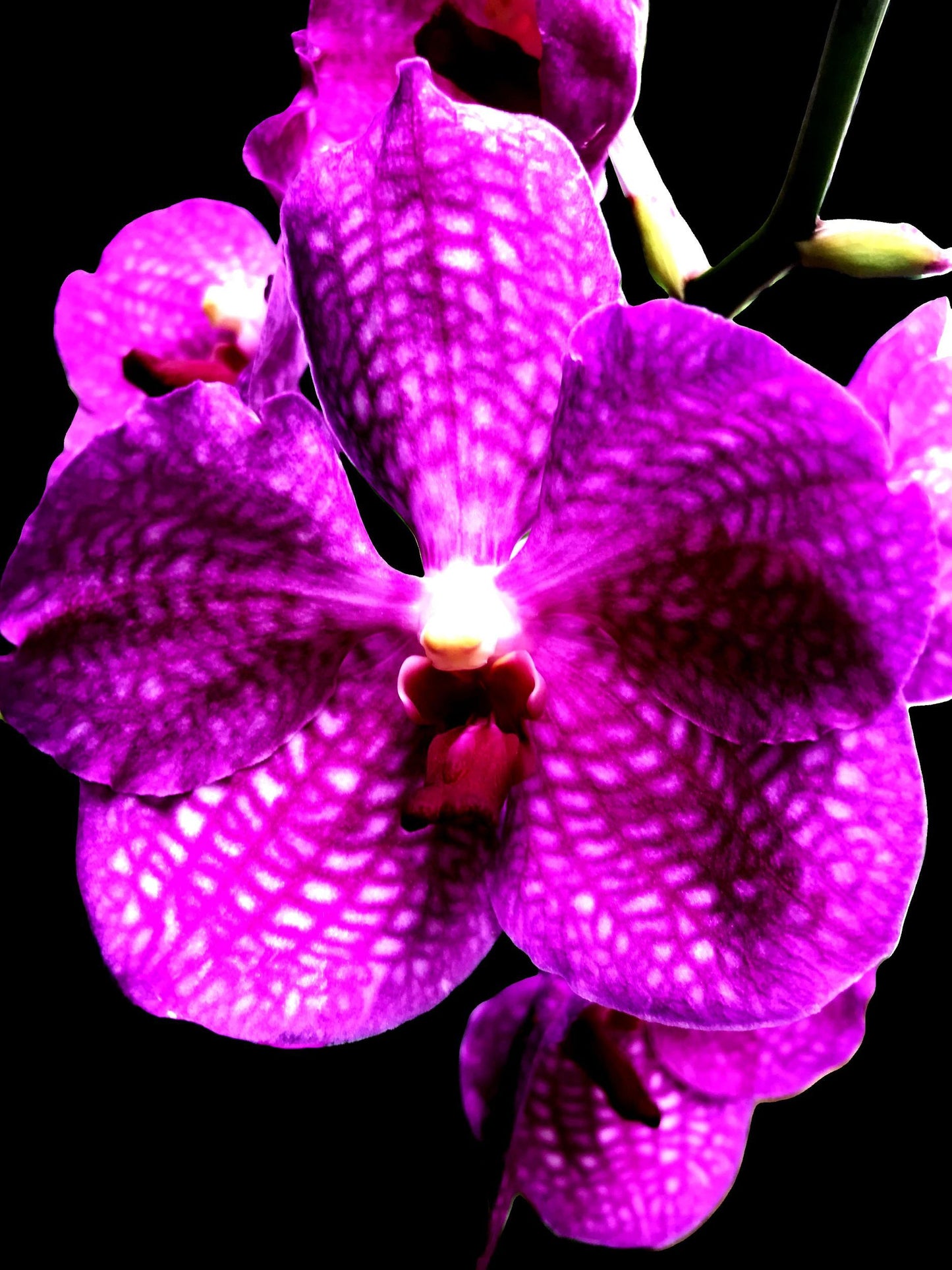 5913-OCE-S FUSCHIA-BLACK-VERY INTENSE