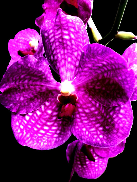 5913-OCE-S FUSCHIA-BLACK-VERY INTENSE