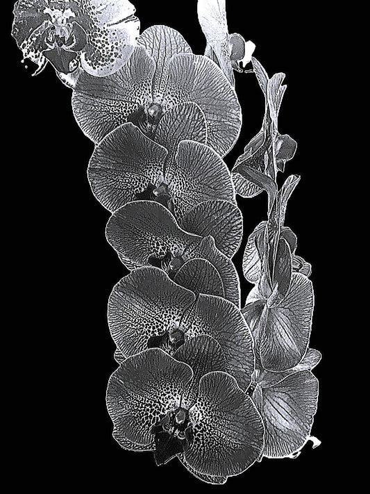 5928-OCE-S-B&W-BLACK