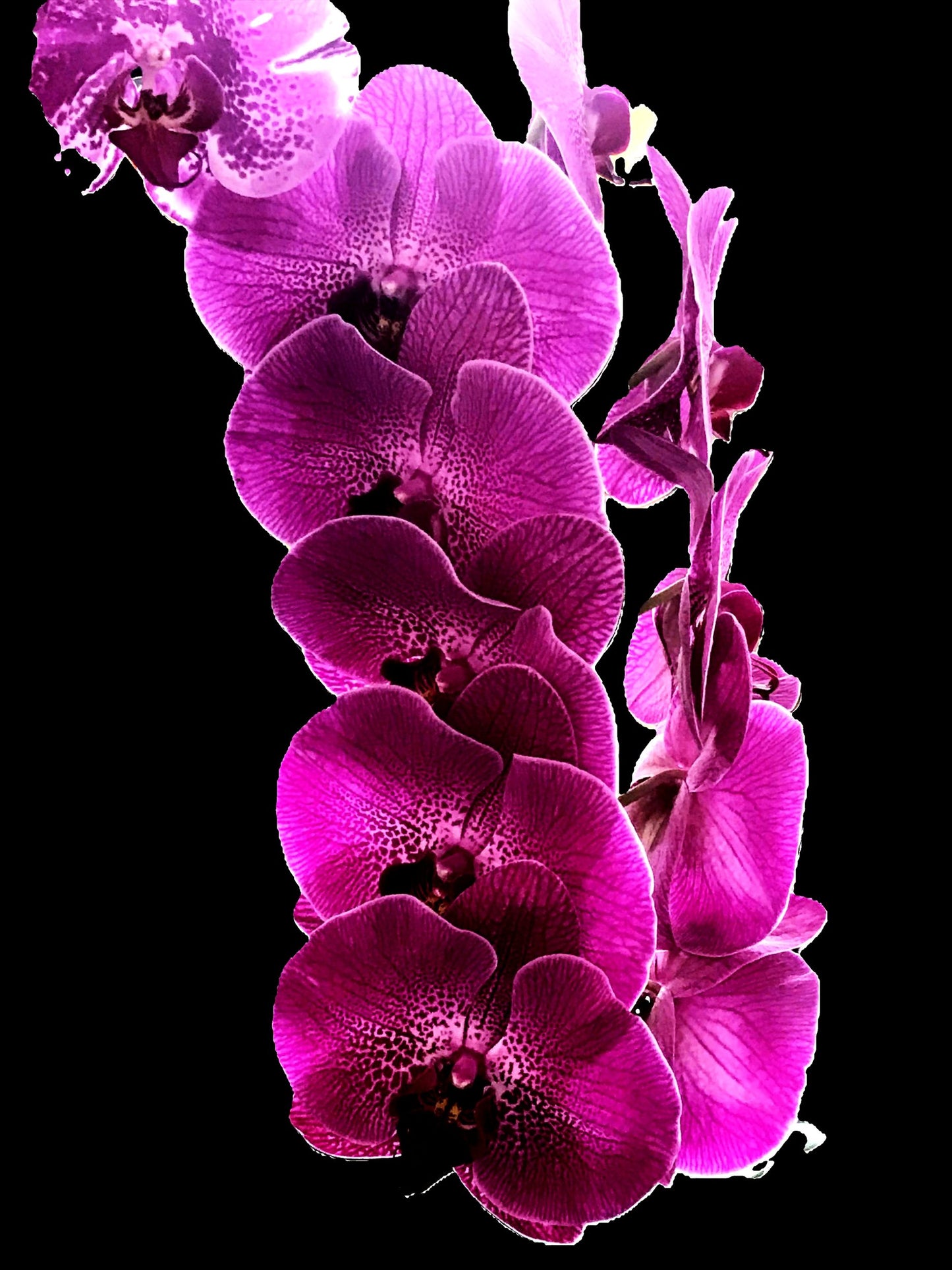 5928-OCE-S- FUSCHIA-BLACK-INTENSE