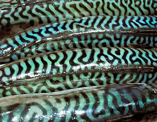 Fish Textures FISH - TEXTURES (1) – Frederique Beccari