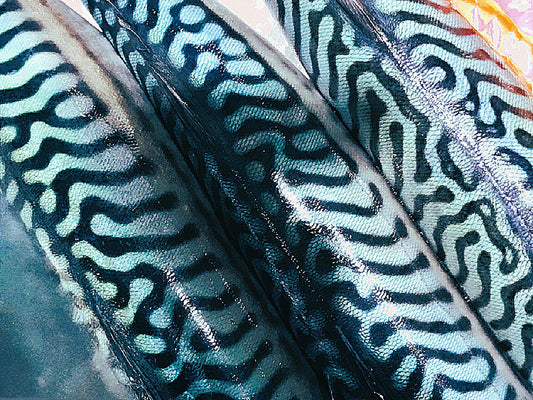 Fish Textures FISH - TEXTURES (1) – Frederique Beccari