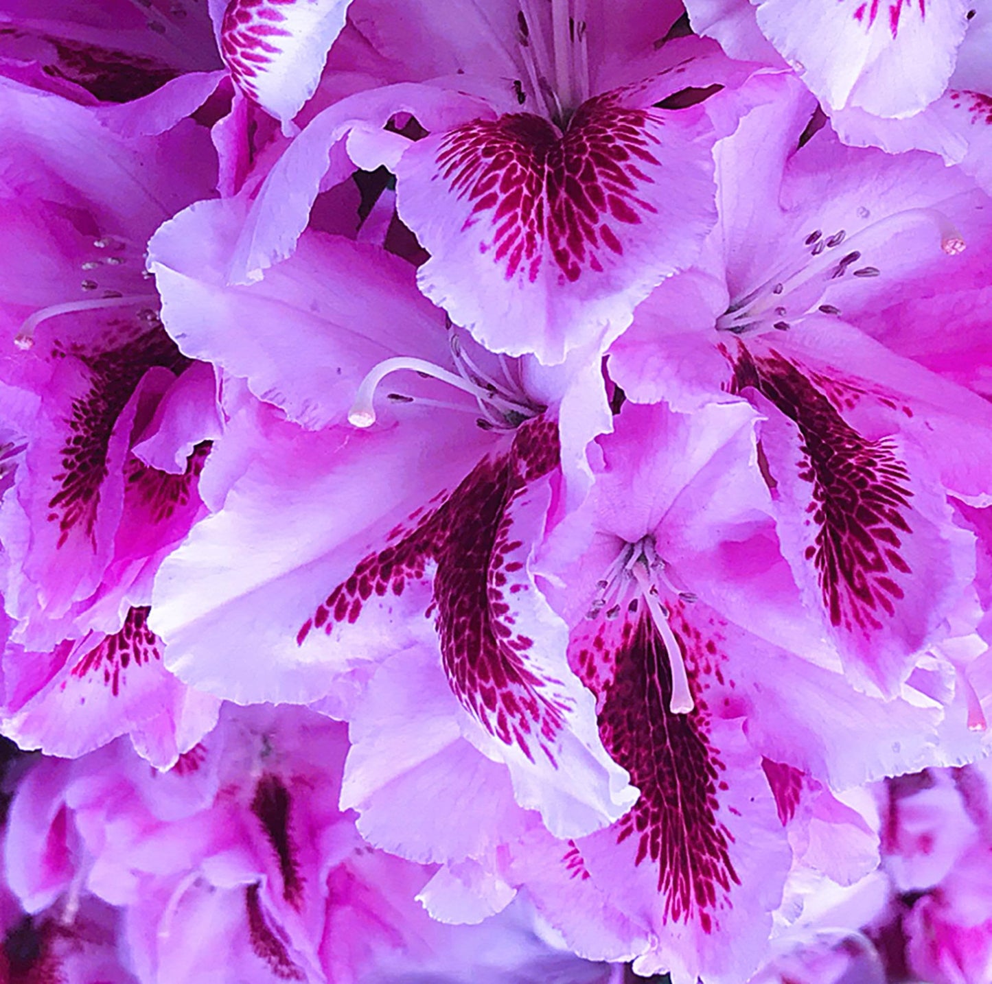 9405-OCE-S- DRAMATIC