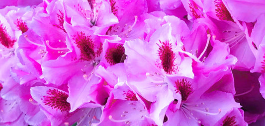 9409-OCE-S- DRAMATIC