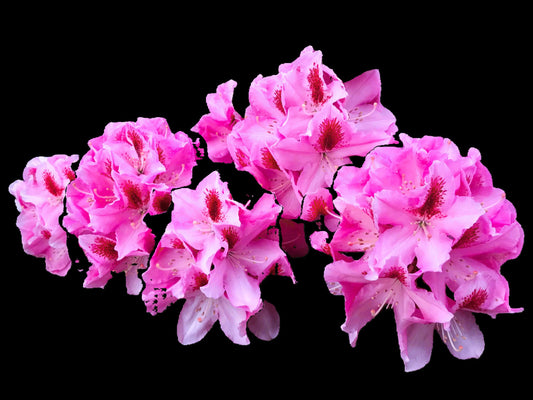 9409-OCE-S-GOLDEN-BLACK